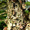 Betula nigra - Paper  bark birch