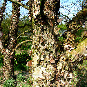 Betula nigra (Paper  Bark Birch)