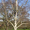 Betula utilis - Himalayan birch