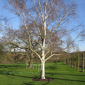 Betula utilis (Himalayan Birch)