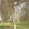 Betula pendula - Youngii - Weeping Birch