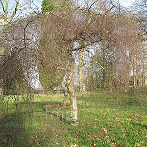 Betula pendula - 'Youngii' (Weeping Birch)