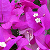 Bougainvillea spectabilis