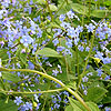 Brunnera macrophylla - Langtrees - Siberian Bugloss