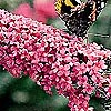 Buddleja davidii - Pink Delight - Butterfly Bush