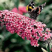 Buddleja davidii - 'Pink Delight' (Butterfly Bush)