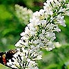 Buddleja davidii - White Proffusion - Butterfly Bush