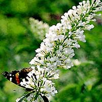 Buddleja davidii - 'White Proffusion' (Butterfly Bush)