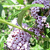 Buddleja alternifolia - buddleja