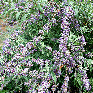 Buddleja alternifolia - Argentea (Buddleja)