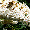 Buddleja davidii - Peace