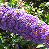 Buddleja davidii - Nanho Blue - butterfly bush