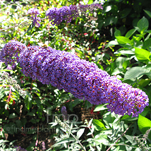 Buddleja davidii - 'Nanho Blue' (Butterfly Bush)