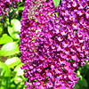 Buddleja davidii - Nanho Purple