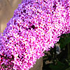 Buddleja davidii - Pink Perfection