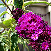 Buddleja davidii - Harlequin - Variegated butterfly bush