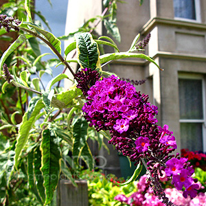 Buddleja davidii - 'Harlequin' (Variegated Butterfly Bush)