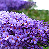 Buddleja davidii - Lochinch - butterfly bush