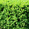 Buxus sempervirens - Box