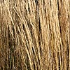 Calamagrostis epigejos - Hortortum - Feather Reed Grass, Calamagrostis