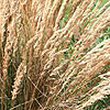 Calamagrostis x acutiflora - Karl Foerster - Feather Reed Grass