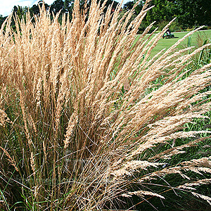 Calamagrostis x acutiflora - 'Karl Foerster' (Feather Reed Grass)