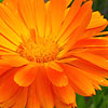 Calendula officinalis - English Marigold, Calendula