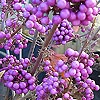 Callicarpa bodinieri - Profusion - Beauty Berry