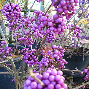 Callicarpa bodinieri - 'Profusion' (Beauty Berry)