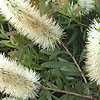 Callistemon pallidus - Bottlebrush