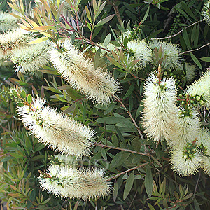 Callistemon pallidus (Bottlebrush)