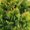 Calocedrus decurrens  - Berrima Gold - Incense Cedar, California Incense  Cedar