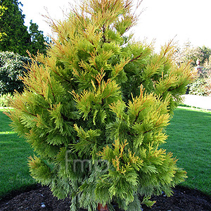 Calocedrus decurrens  - 'Berrima Gold' (Incense Cedar, California Incense  Cedar)