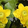 Caltha palustris - Double