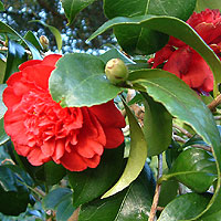 Camellia japonica - 'Althaeflora'