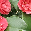 Camellia japonica - Marguerita Coleoni - Chinese Rose