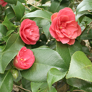 Camellia japonica - 'Marguerita Coleoni' (Chinese Rose)