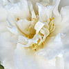 Camellia japonica - Onetia Holland