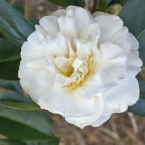 Camellia japonica - 'Onetia Holland'