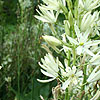 Camassia leichtlinii - Alba - Bears Grass, Camassia