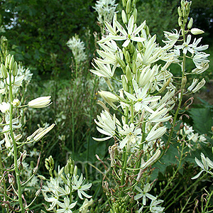 Camassia leichtlinii - Alba (Bear's Grass, Camassia)