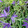 Camassia leichtlinii - Lady Eve Price - Bears Grass, Camassia