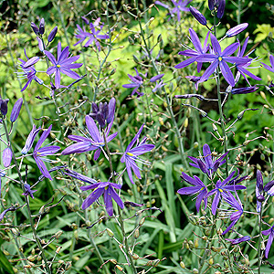 Camassia leichtlinii - Lady Eve Price (Bear's Grass, Camassia)