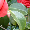 Camellia japonica - Coquetti