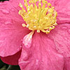 Camellia - click for full details
