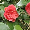 Camellia japonica - Marguerita Coleoni - Chinese Rose