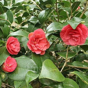 Camellia japonica - 'Marguerita Coleoni' (Chinese Rose)