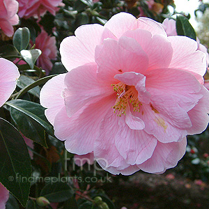 Camellia - 'Maud Messel'