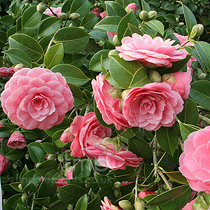 Camellia japonica - 'Mrs Tingley' (Chinese Rose)
