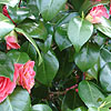 Camellia japonica - Rubescens Major